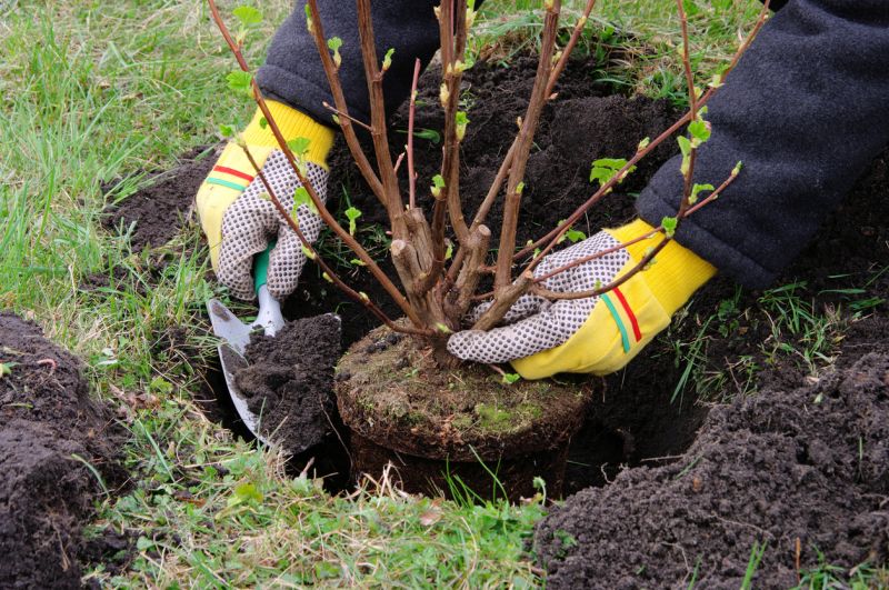 Shrub Planting