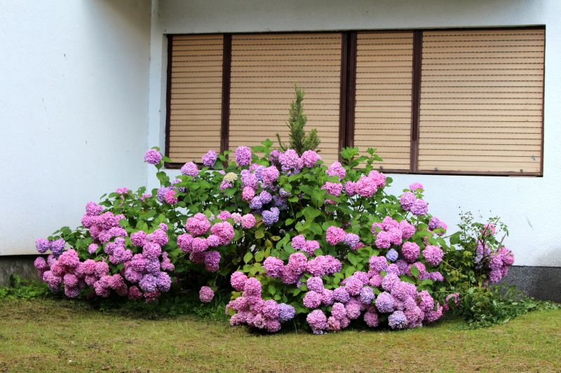 Flowering Shrubs