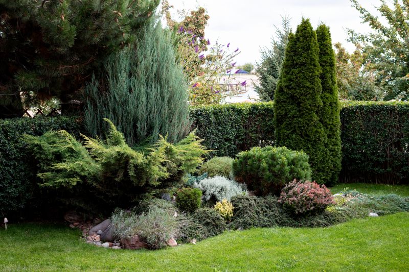 Mature Shrub Arrangements