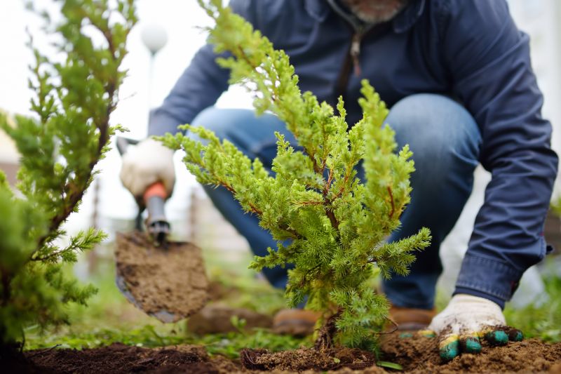 Local Shrub Planting pros at work